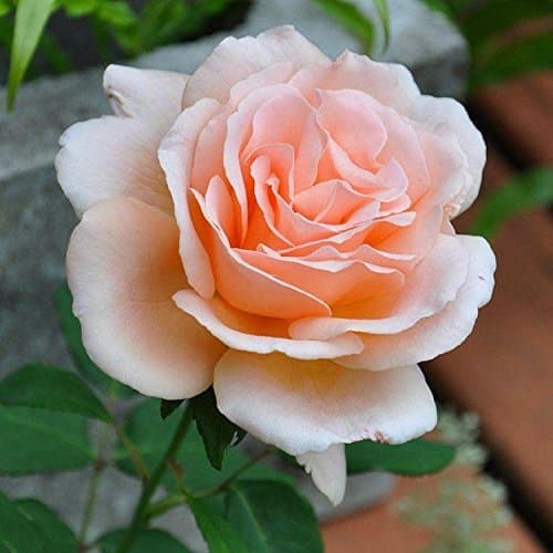 Rare Rose Live Plant Bush Rose - Clodagh McGredy (1 Healthy Plant)
