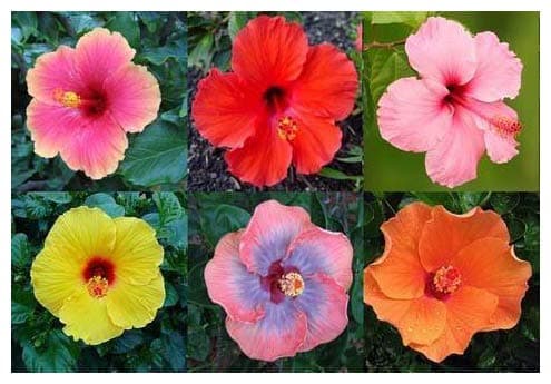 Professional Nursery Grade Hibiscus Fertilizer 4 LB 6 Month Slow Release Tropical Plant Food