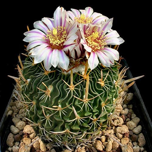 Stenocactus Erectocentrus, Rare Echinofosulocactus Cactus (PKD) Exotic Cacti 20 Seeds