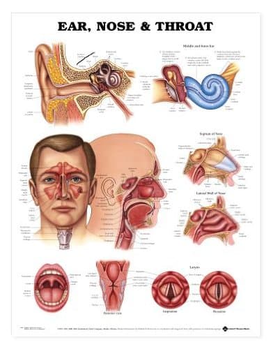 ENT Ear Nose Throat Anatomical Chart