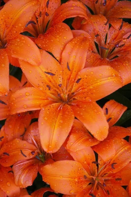 Ritz Farming� Oriental Lily/Lilium Flower Bulbs | classic lilies For Home & Outdoor Gardening Plants (color-Orange) Pack of 1