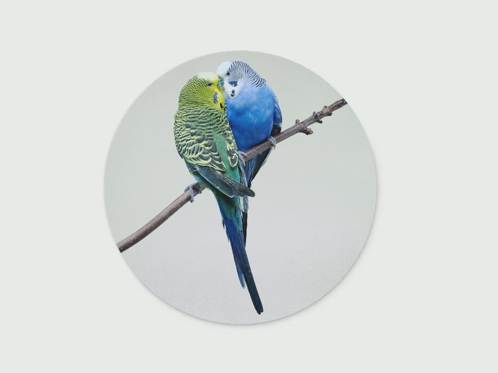 Digiclan Cute Little Love Birds Mousepad