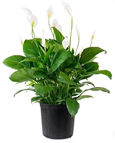 Spathiphyllum"Peace Lily" 100 Seeds - Best Indoor Air Purification Houseplant for Home & Office