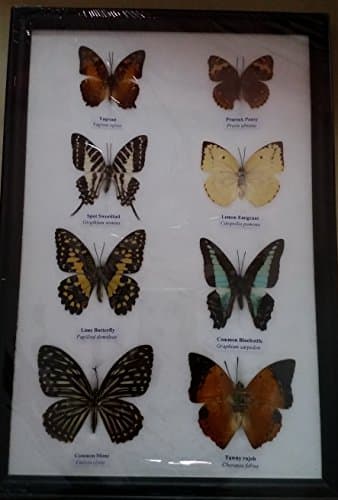 REAL 8 MIX BUTTERFLIES Collection Taxidermy Framed