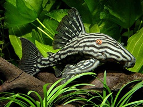 WorldwideTropicals Live Freshwater Aquarium Fish - 4" Royal Pleco - 4" Royal Pleco Fish L-190 Live Tropical Fish - Great for Aquariums - Populate Your Fish Tank!