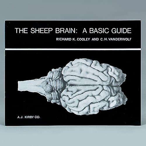 The Sheep Brain: A Basic Guide