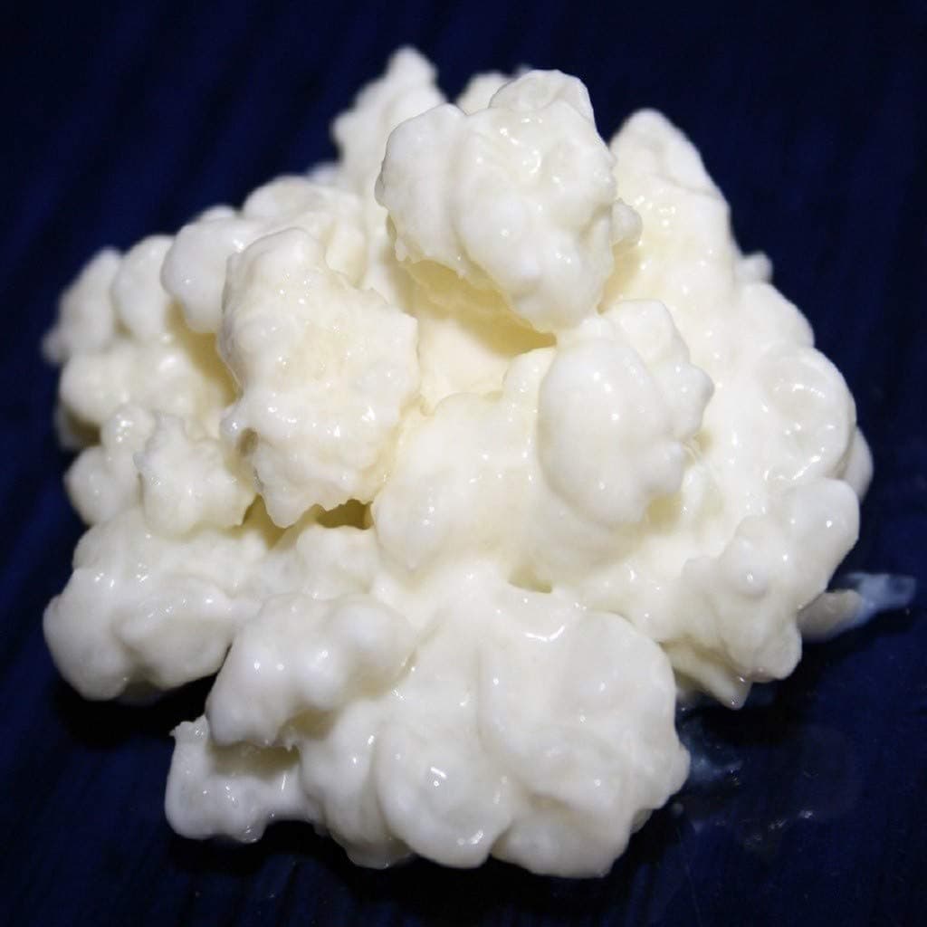 40g Milk Kefir Grains + Instructions + Recipes + Help and advice in English - KEFIRALIA®