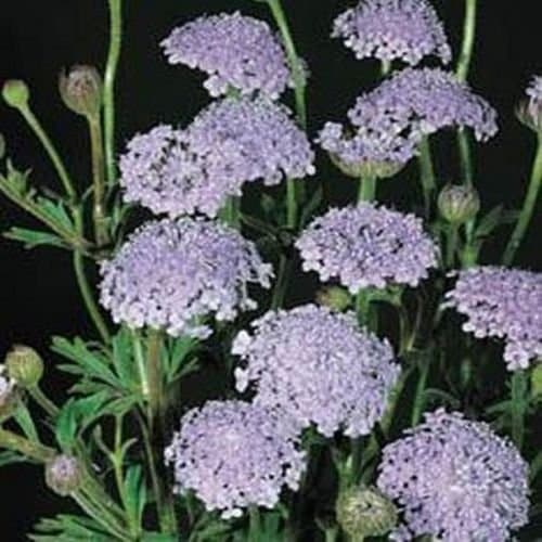 Blue Lace Flower (Didiscus Caeruleus)- 50 seeds