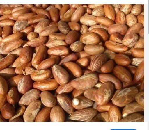 Joysales Bitterkola Nut West-African Oragnically Planted/Garcinia Bitter Kola Nut/Aki-ilu/Mijin-goro/Orogbo/Efiat (1/2 POUND)