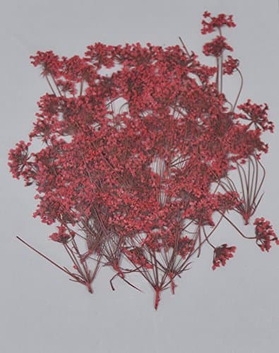 Red Queen Anne's Lace with Branch Real Pressed Dried Flowers