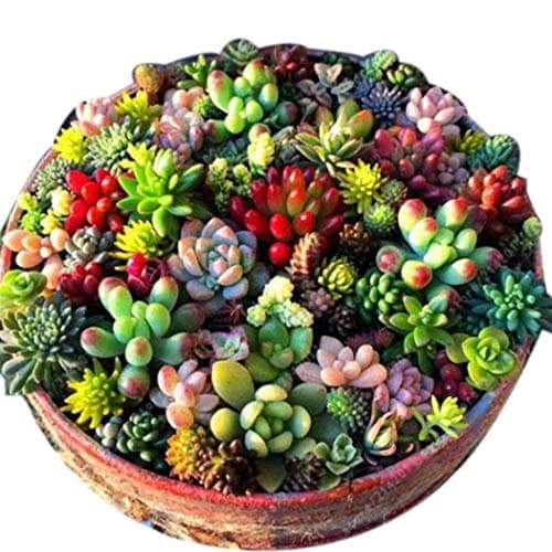 OYTRO 100 Pcs Mixed Succulent Anti-Radiation Fleshy Seeds Potted Flower Cacti & Succulents