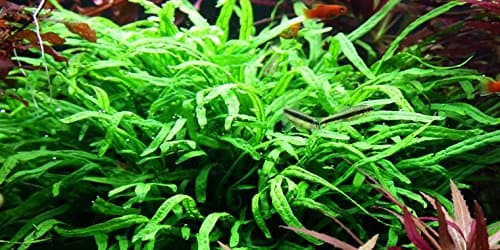 Java Fern Trident - Microsorum pteropus 'Trident' - Live Aquarium Plant