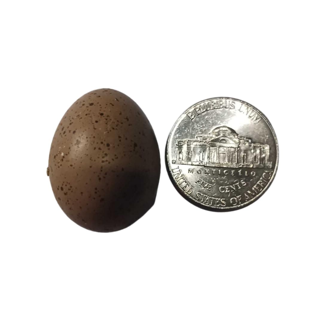 Undique Button Quail Eggs for Hatching - 12 Count