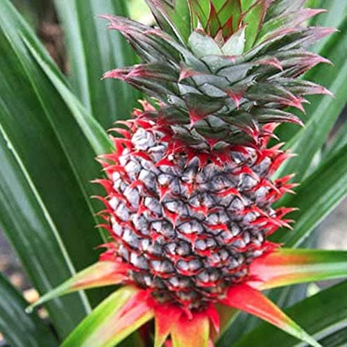 US Warehouse, Live Plant (Not Seed Or Bulb),  Pineapple Plant 'Florida ' Ananas Comosus Live Plant Fruiting