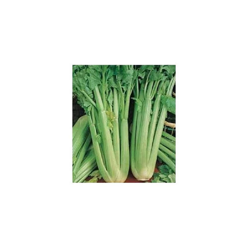 PREMIER SEEDS DIRECT CEL05 - Celery - DEL VALDARNO - 3000 Finest Italian Seeds