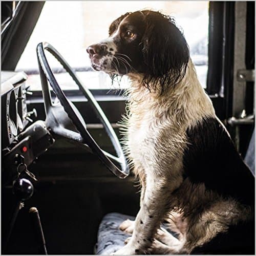 Photographic Blank Card - (ABA-10503) - Springer Spaniel in a Land Rover - BBC Countryfile Range - Suitable for Birthdays and Other Occasions