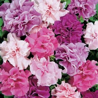 Double Cascade Mix Petunia Seeds Seed Pack
