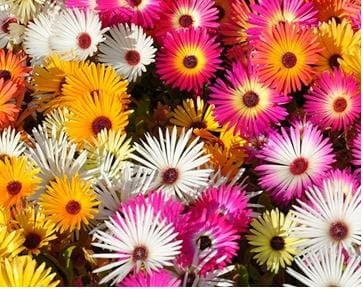 OL Seed Ice Plant Flower Seeds - Pack of 100 Seeds