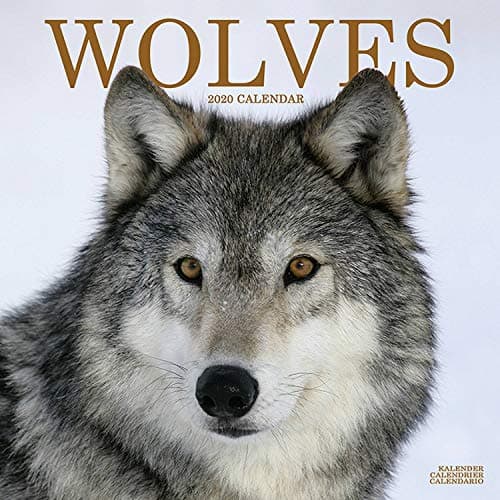 Wolf Calendar - Wolves Calendar - Calendars 2019 - 2020 Wall Calendars - Animal Calendar - Wolves 16 Month Wall Calendar by Avonside (Multilingual Edition)