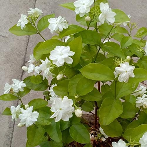 Live Mogra/Jasminum sambac/Arabian Jasmine Flower Plant With Pot