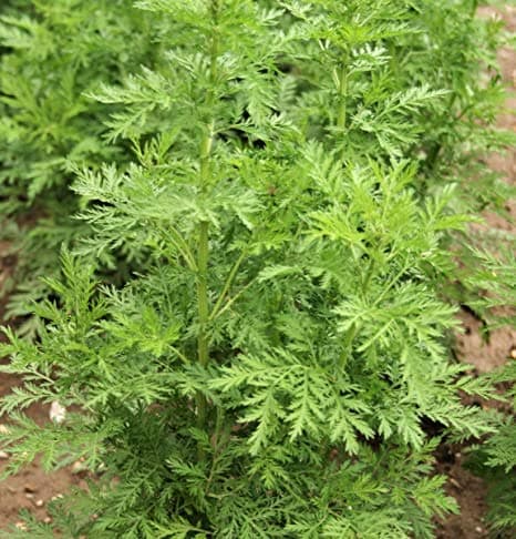 Artemisia annua Sagewort Sweet wormwood Quing Hao 1000 seeds