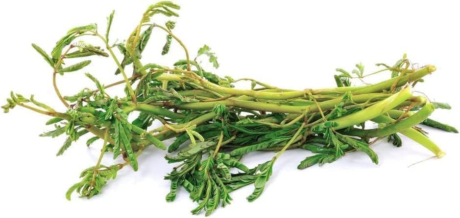 250 Water Mimosa Seeds for Planting- Hat Rau Rut - AKA. Sensitive Plant, Neptunia Oleracea, Perennials, Edible Plants