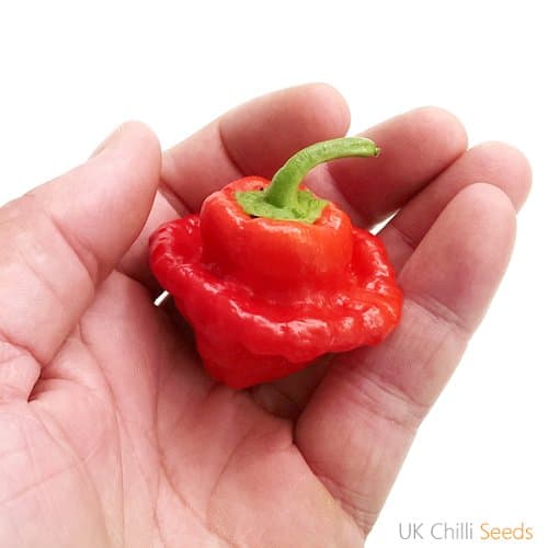 Red Squash Chilli Pepper Seeds x 10
