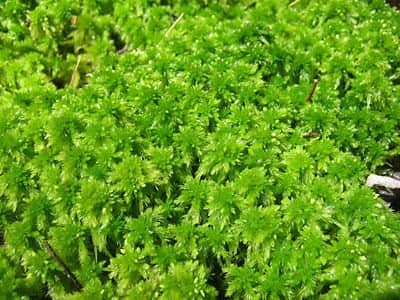 Live Sphagnum Moss Long Fiber Great for Plants Amphibians Terrariums One Pound
