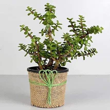 Abana Homes Jade plant with Pot Indoor - Air Purifier Plant for Home with Plastic Pot