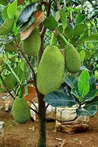 Sanju "All Time katahal" Very Sweet Taste 1 healthy Grafted Live Jackfruit Plant(1.5Ft Height) in nursery Grow Bag