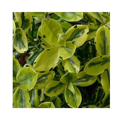 Hebe 'Pinocchio' 15cm Pot Size