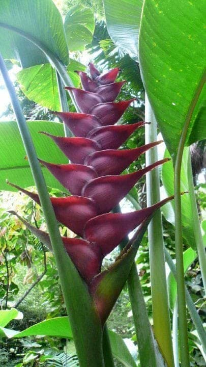 Variety Heliconia Blackish maroon flower bulbs easy Growing For All Season Gardening Pack of 2