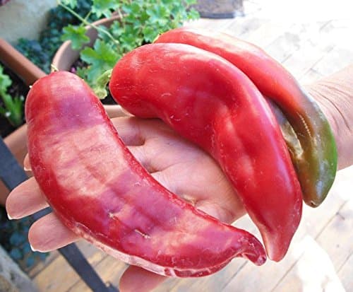 30++ GIANT Big Jim Mild Hot Pepper Seeds NON-GMO