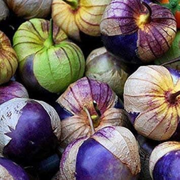 New Purple Tomatillo -Physalis ixocarpa- Salsa Mexicana 10 Seeds by Samenchilishop