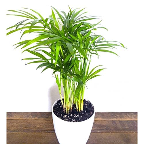 reca Palm Air Purifier Natural Live Plant