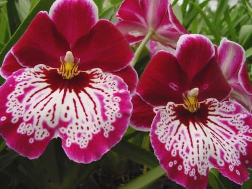Large Miltoniopsis Hajime ONO Blooming Size Pansy Orchid