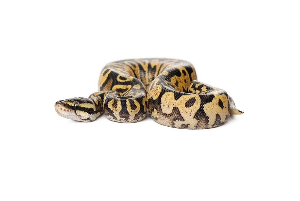 Python Snake Bedding for Larger Snakes - Substrate for Ball Pythons & Royal Pythons - COARSE Grade - Ready to USE (20 litres)