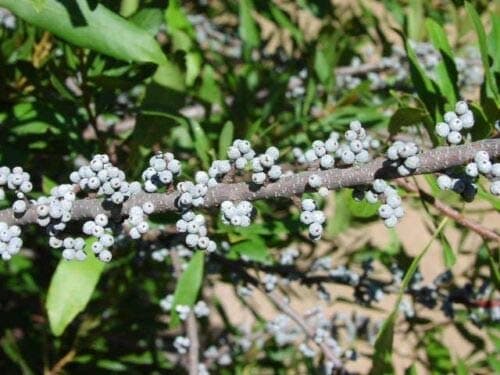 Myrica cerifera SOUTHERN WAX MYRTLE Seeds! NATIVE!