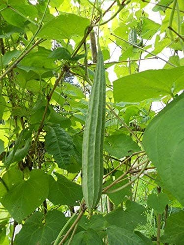 Ridge Gourd 50 Seeds, Zucchini, Smooth Loofah, Angled Gourd, Angled Loofah, Flowered Loofah, Heirloom, Organic Fruit Seeds, (Non GMO), Great Yields, Great Vegetable Seeds, Perfect for Home Garden.