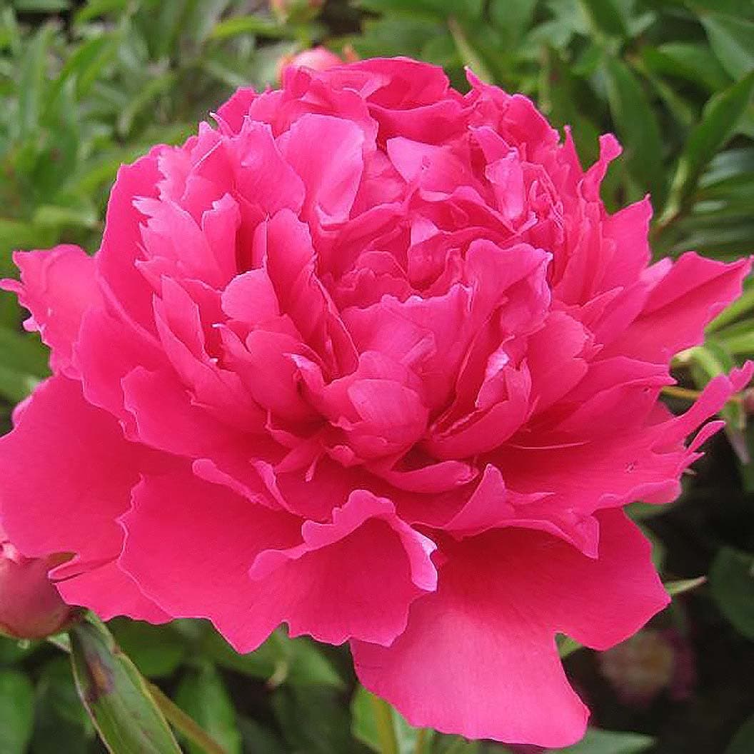 Peony Bare Root with 3-5 Eyes – Felix Supreme Peonies for Outdoor Planting – A Better Alternative to Bulbs and Seeds