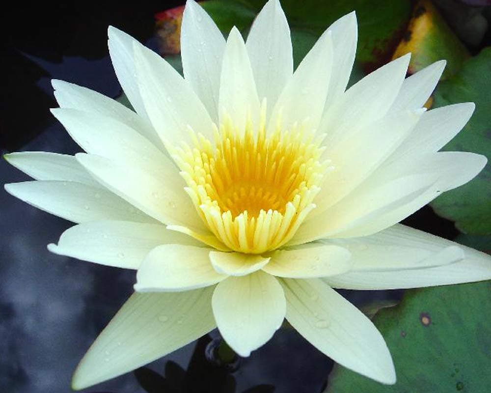 shalini Water Lily Live Plant Rhizome (Bulb)