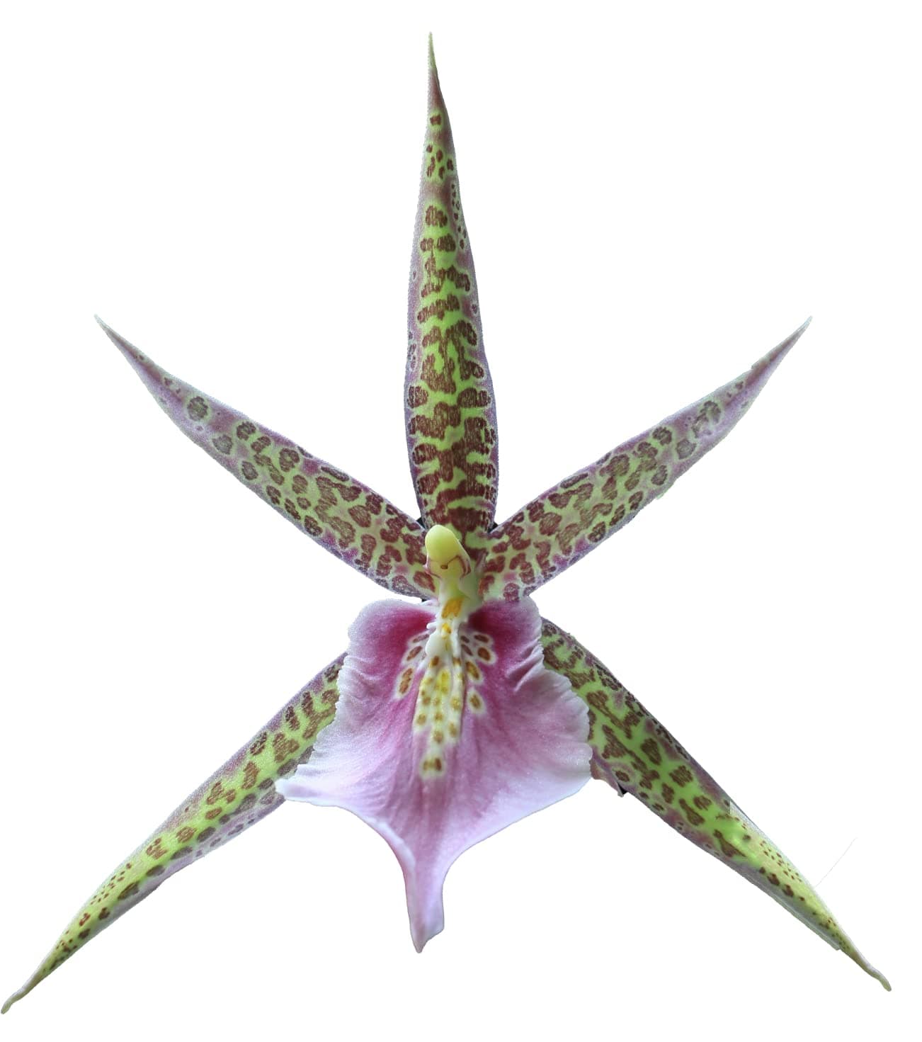 Charles M Fitch Izumi - Spicy Fragrance, Easy to Grow, floriferous (NOT in-Bud/Bloom When Shipped)