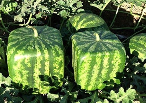 Large Watermelon Mold Square Shape