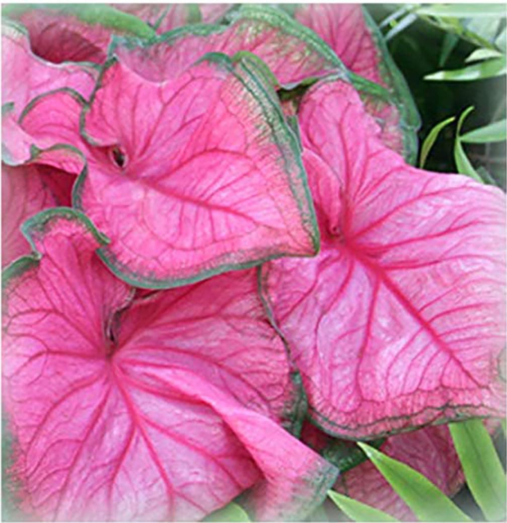 Florida Sweetheart Caladium Bulbs for Planting - Pink Strap - Large Root - Stunning Pink Foliage - Hardy in Zones 9-11 - Perfect for Gardens and Containers