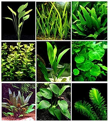 Maalavya Live Aquarium Aquatic Plant Anubias Or Fern on Lava rock (Java Fern Windelov)