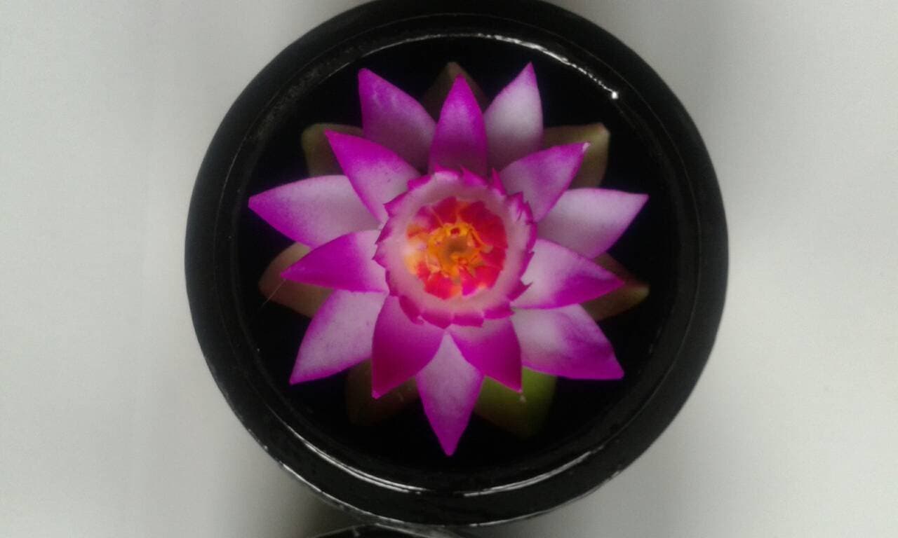 Thai Hand-Carved Soap Flower, 3.25" Scented Soap Carving Gift-Set, Red Lotus in Decorative Laquer Wood Case