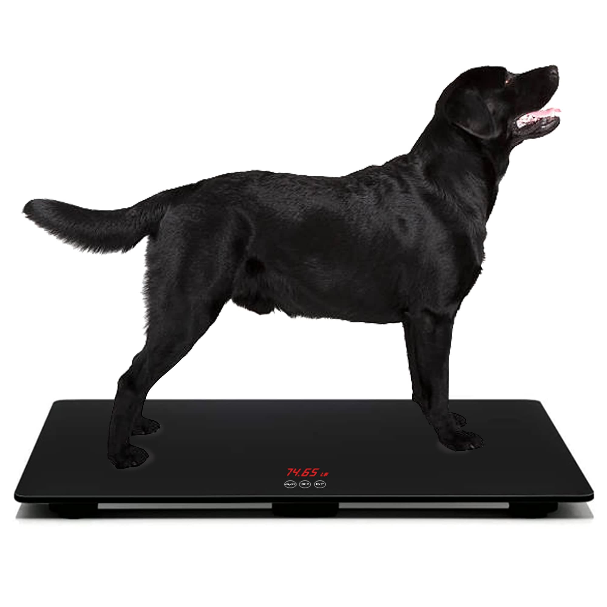 Middle Dog Scale