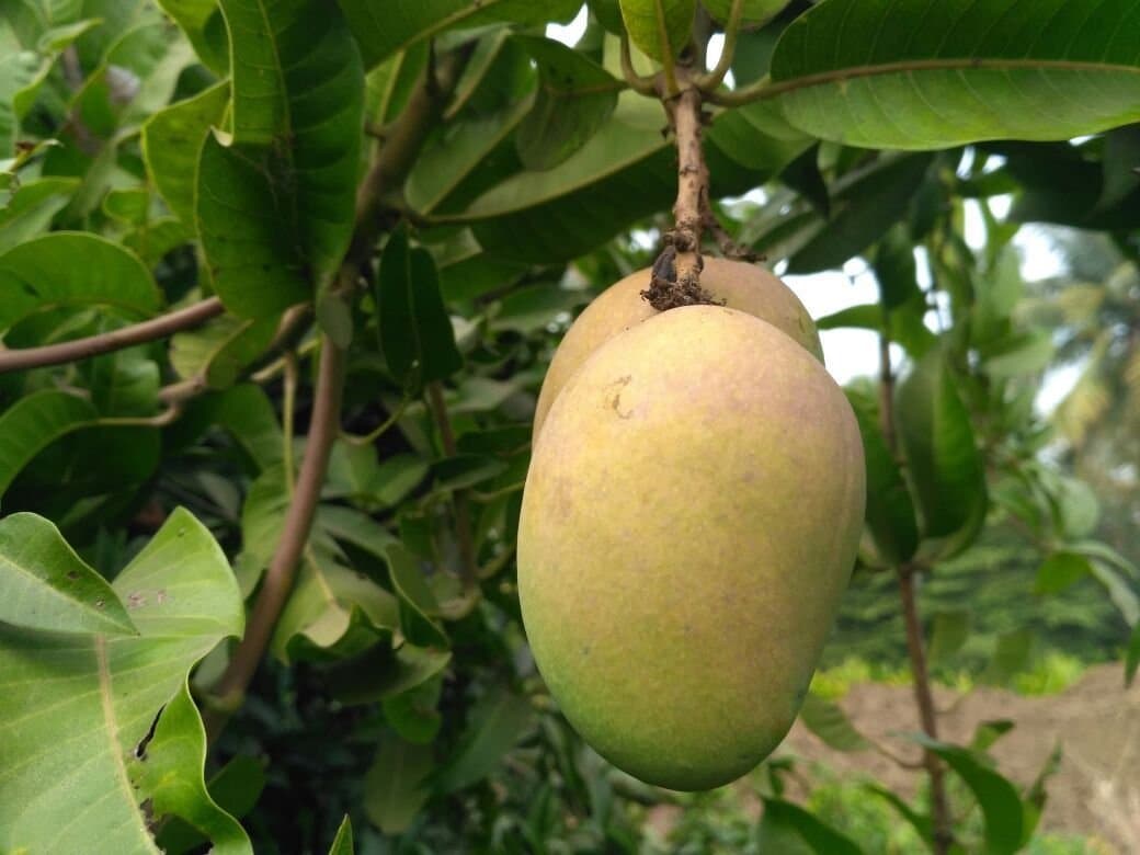 Mango Tree (Mallika Variety)