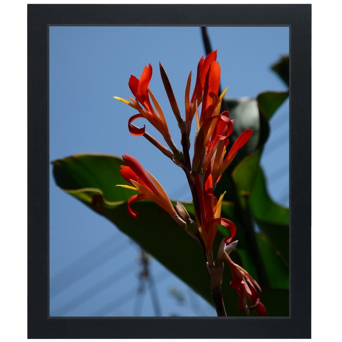 10x12 Inch Picture Frame, Display Pictures 10 x 12 without Mat, Wooden Photo Frame Wall Mounting, Black