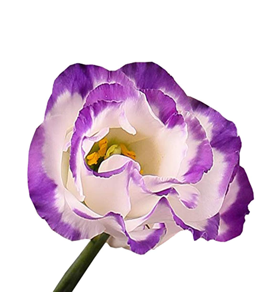 Nema Heirloom Lisianthus Eustoma Seeds - White and Purple - 100 Pcs